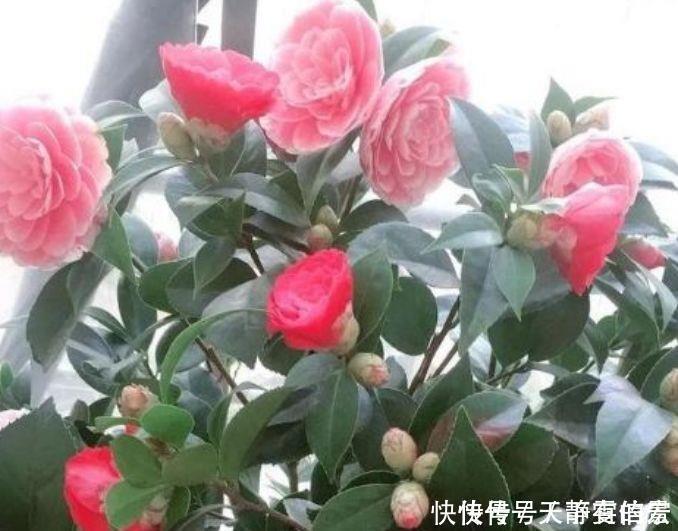 樱桃|4种花很耐养,沾土就能活,浇水就疯长,对待新手很友好