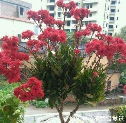 长寿花这样养,一年就能养成老桩