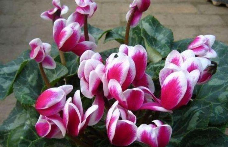 对待新手很友好的花,好活易爆盆,花姿妖娆,四季繁花似锦