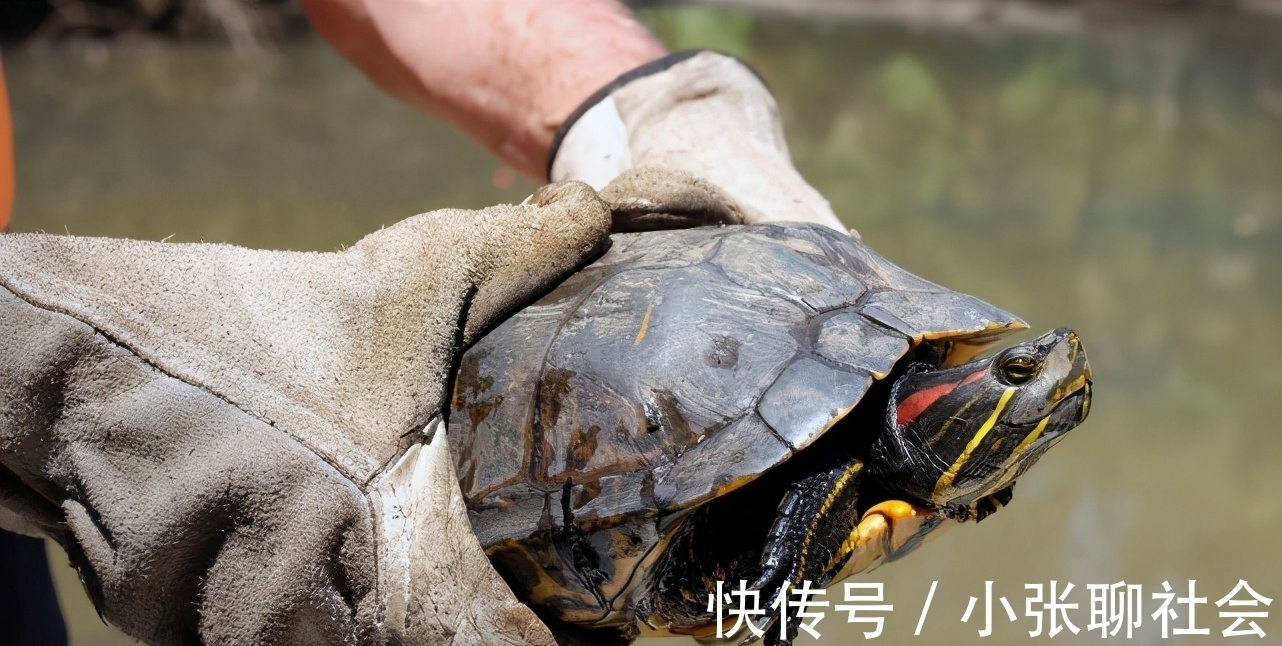 10号钩挂玉米都被干弯了！浑身绿得发黑，钓友：烫手别放生