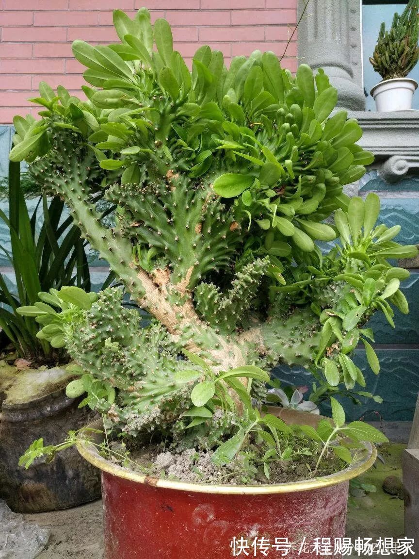 养花6种“丑八怪”,放在家里能镇宅,养的越久越气派