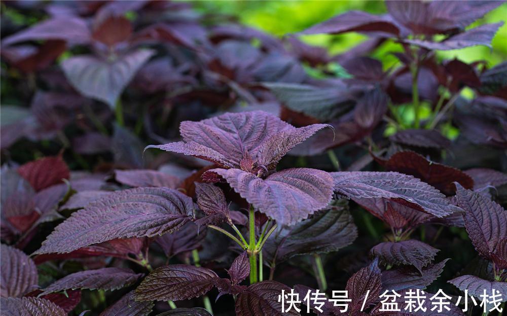 养花试试这几款，美丽且易于种植，枝叶可采摘和食用