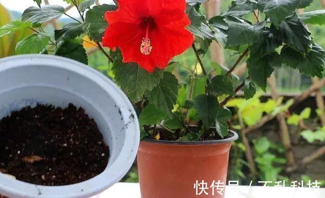 养花要换盆,关键4点要“做对”,不然换了也白换,还容易死掉