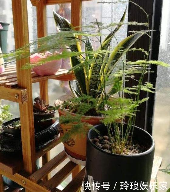 养花浇水是技术活盆栽远离5种水,植物伤亡少、花友不走弯路