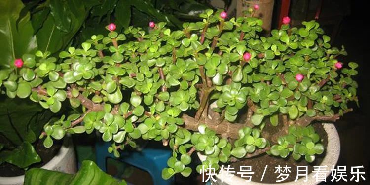 家里有金枝玉叶的来看看,一分钟学会怎么给金枝玉叶修剪造型