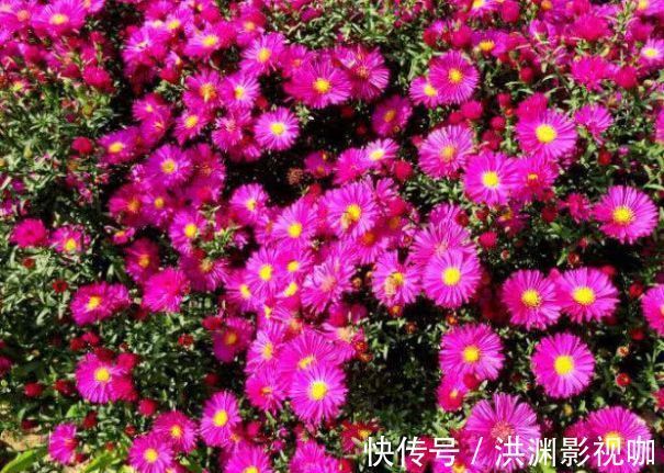 典雅|喜欢菊花,不如养盆优良名菊“荷兰菊”,高庄典雅,艳丽多姿!