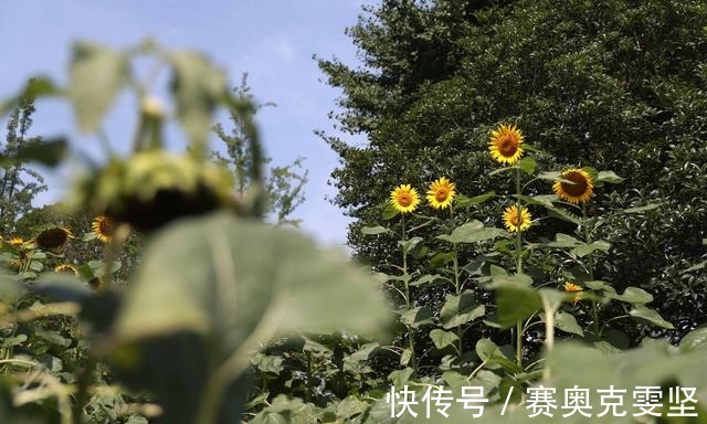 向阳|热浪滚滚 向阳而生 申城向日葵花海上线啦