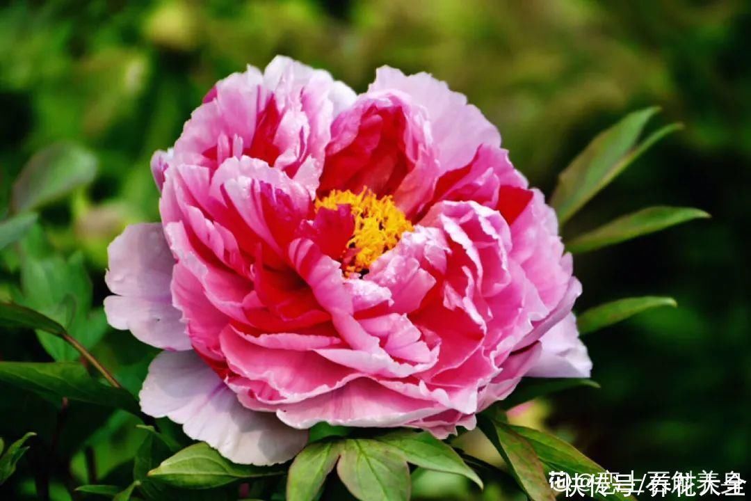 门前不栽竹,门后不留树,老祖宗传下来的养花谚语,特别准