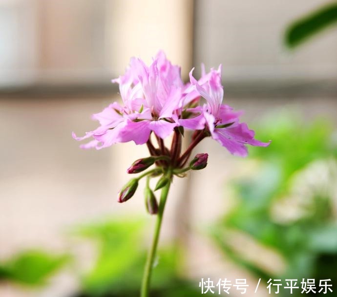 阳台养这1种花卉,一年四季都很勤劳地开花,和“玫瑰”一样美丽