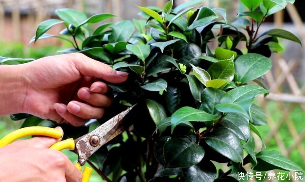 花芽|6月以后，3种花不能再修剪，否则花期开不了花