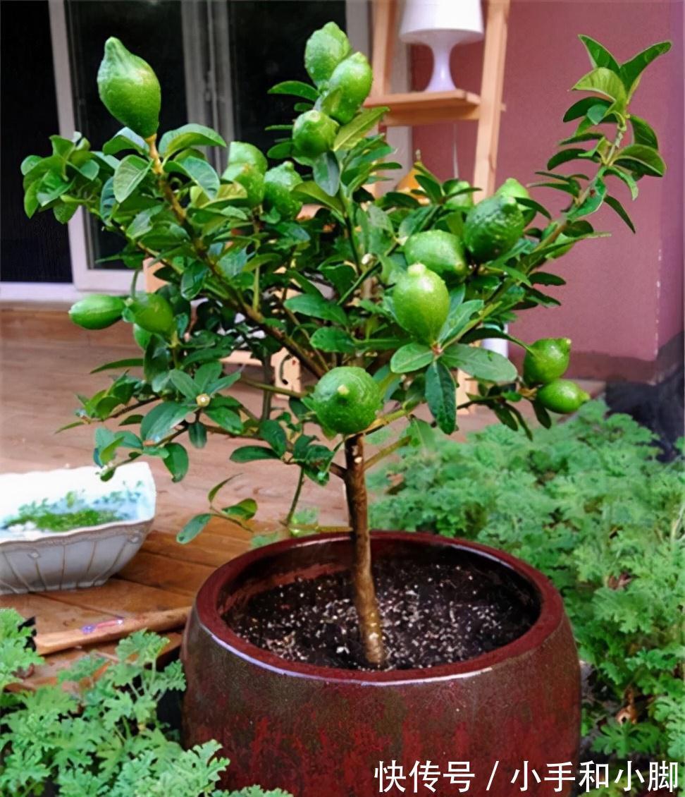 9种“健康花”,能吃能泡茶,客厅养一盆,清洁空气,吉利大气