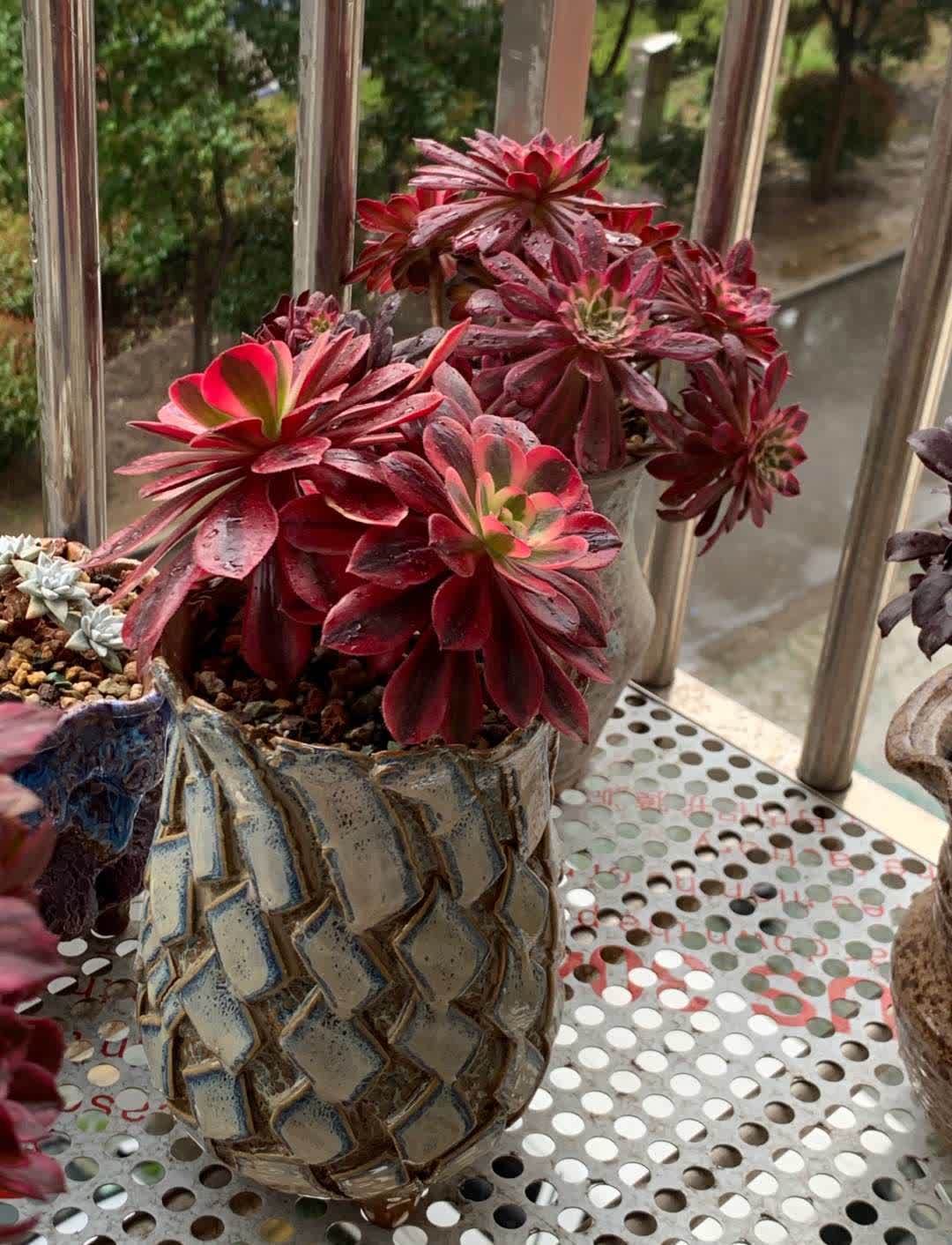 春天,这八种花剪个枝插土里就活,养养就开花,错过就要等明年了