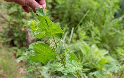 很好辨认的1种藤本植物,别轻易触碰,却是制作盆景的优良素材