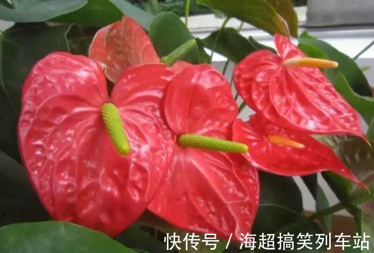 这几款花养在小院，花量大又好养，开花一茬一茬，阳台变浪漫花园