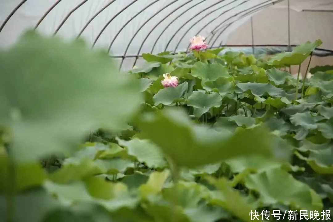 荷莲|一朵荷花千片花瓣！花博会“镇池之宝”来啦