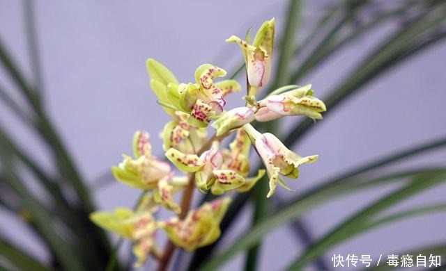 这些花草别买,商家想方设法让你花钱,实物真的太假了!