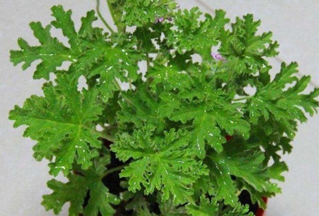 天竺葵|蚊子最讨厌4种“花”,家里养上一盆,蚊子不敢进门!你家有吗