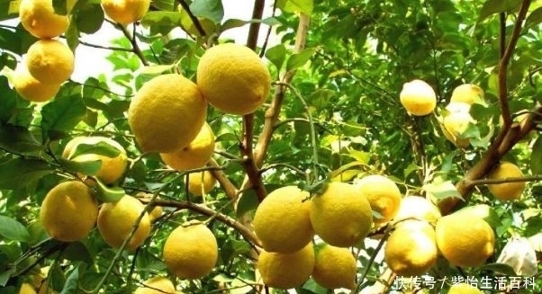 种子|柠檬治疗便秘、生津健胃,农民只需掌握四点,收获高产优质柠檬