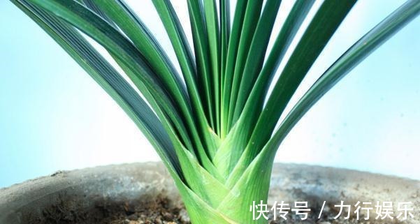 饼肥|提高君子兰开花率的4种“宝贝”，第一种免费，第四种自己能制作