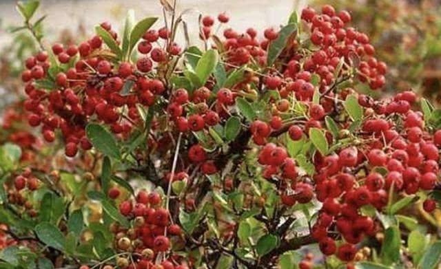 2种盆景树“名贵”,有“聚财树”的美誉,放阳台养护,寓意好!