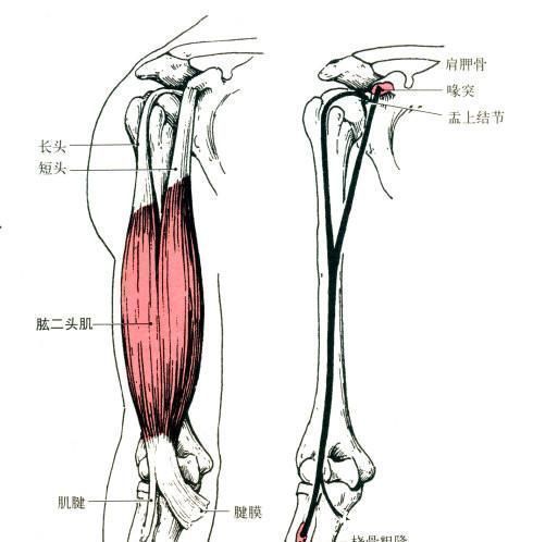 臂弯举|掌握正确的训练方法,仅靠自重一样能够锻炼出发达的手臂肌肉