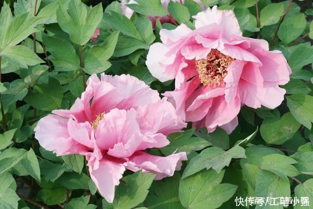 始吐|皮日休:落尽残红始吐芳，佳名唤作百花王