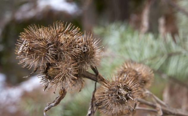 药材|是药三分毒，泡酒须谨慎，4类药材严禁泡酒，泡错了很难受