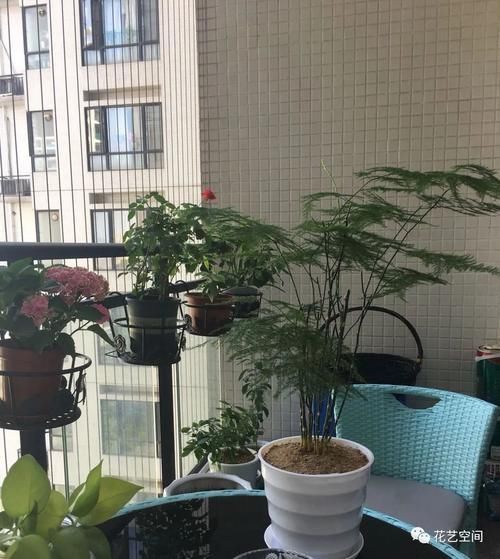 文竹有“三怕”,避开养,黄叶烂根很少见,蹭蹭往上长