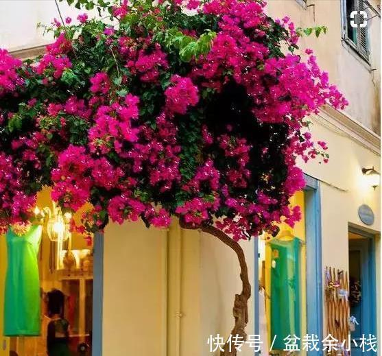 9种漂亮花，热不死晒不怕，开花大半年，没有病虫害，38度成花海