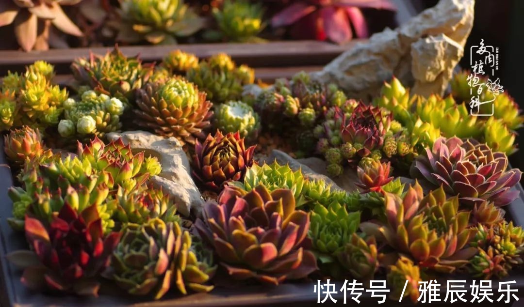 框子|这多肉拼盘这么仙!如何制作达人手把手教你制作长生草拼盘!