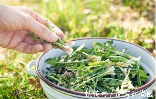 寒湿|27岁女子喝蒲公英养肝,坚持半年后,她的身体好了吗?值得学吗?