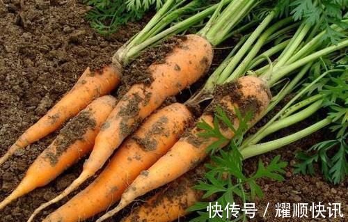 菜农|老菜农：买胡萝卜时，有3种再便宜也不能买，菜贩子自己都不吃