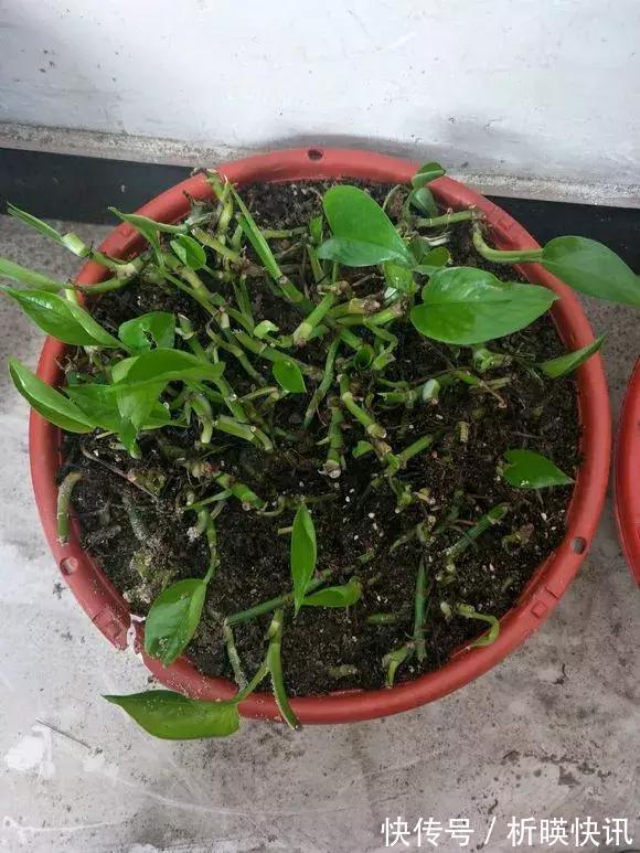 养花别舍不得,就得“割韭菜”,割1茬10天冒新芽,长势旺!