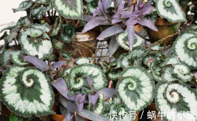 花草|盆栽养花如何预防烂根？从这4方面下手，几率一降再降