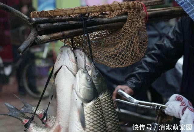 农村神奇的弓鱼术!这样绑鱼离水一天都不会死,是什么原因
