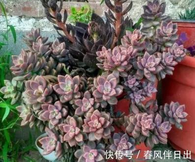 白牡丹|3种适合新手的多肉植物，学会控水，易群生养成漂亮小老桩