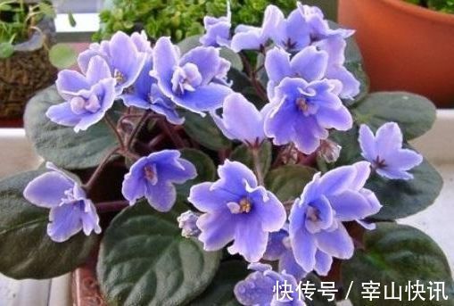 喜欢玫瑰,不如养盆“菊中珍品”国华黄越山,似金色芍药,金灿灿