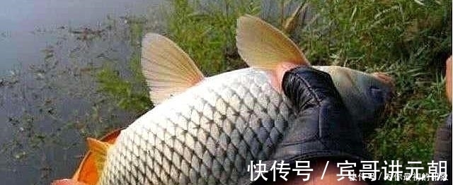 鱼类|鱼不咬钩就不钓了记牢鱼儿这四个习性,半个小时就能钓满渔护