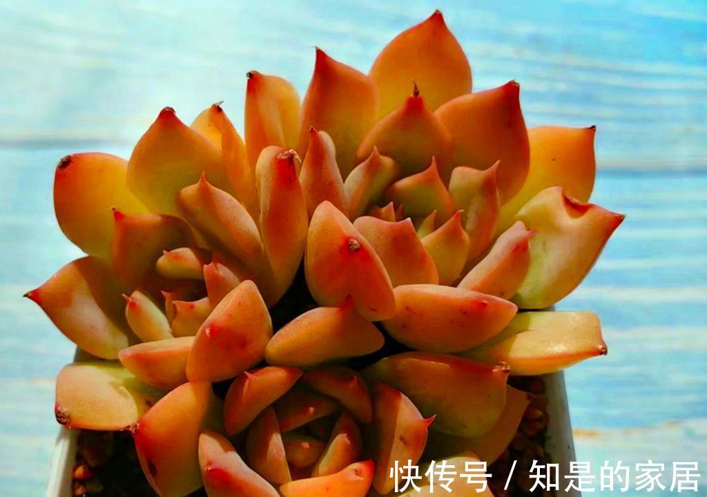 上色|九月多肉上色季，这些急性子多肉，给点阳光就上色，强势变美