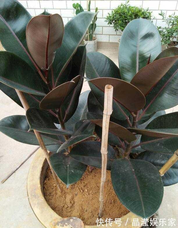 多肉|养多肉的盆土板结硬邦邦不想换盆怎么办一根牙签,一根吸管搞定