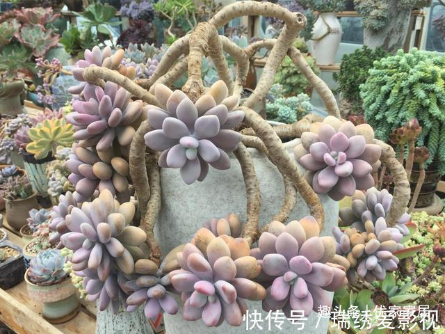 新手|公认的叶插能力很强的10种多肉,新手放心养,轻松变成多肉大户