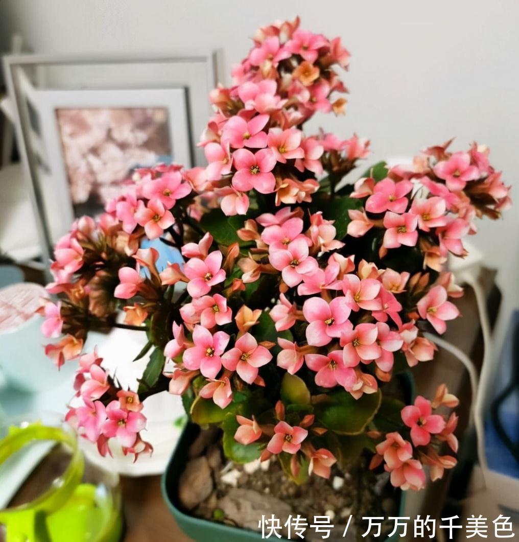 容易因多浇水而死的“10种花”,想要养好,管住手,少浇水