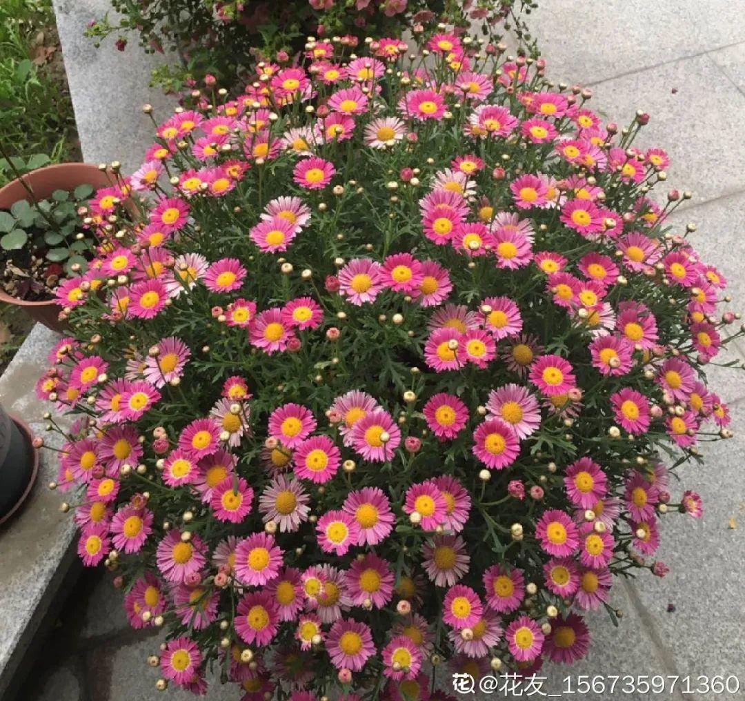 叶子|20种花，天凉了赶紧剪，来年开花有多又艳！