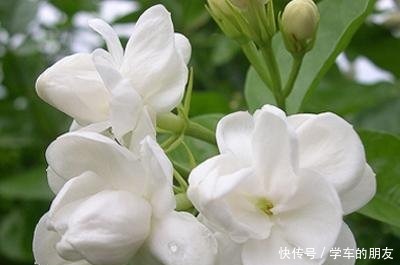 户外挖“2种土”养花,君子兰长得像“大白菜”,茉莉花“爆盆”!