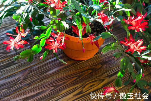 嫁接蟹爪兰,选对砧木,10天愈合,15天成活,翌年开花爆盆