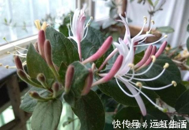 茉莉花|螨虫、细菌最“厌恶”的3种花,赶紧养1盆,烦恼“消除”身体棒