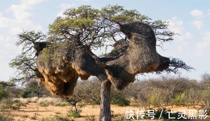 偷懒者|南非野外树上挂着一顶“大帽子”，游客欲上树探险被当地人阻拦