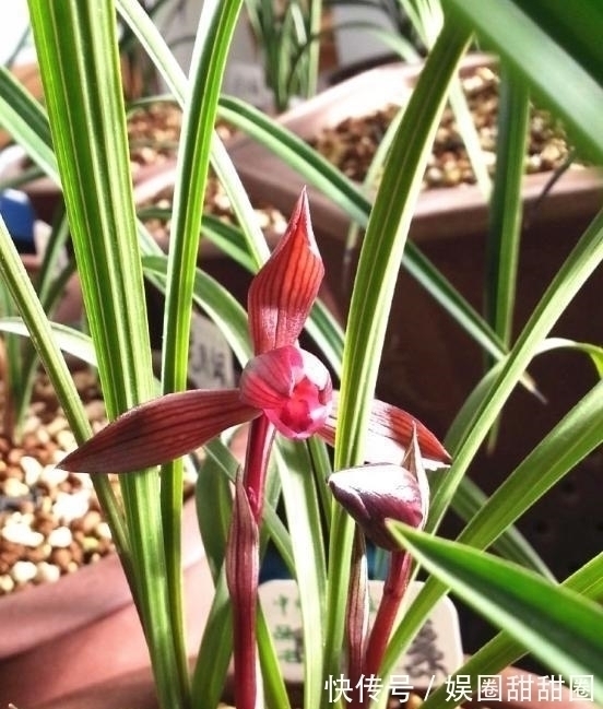 春兰十大红素之首“醉红素”，花色妖艳，兰香浓郁，新手也能养好