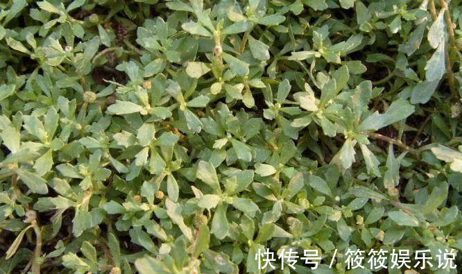 药材|人称“鹅不食草”记住样子对治愈咳嗽很有效,或许你老家有!