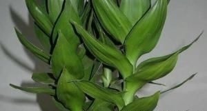 家养富贵竹习惯性黄叶学会这三个小技巧,轻松叶绿枝嫩长不停